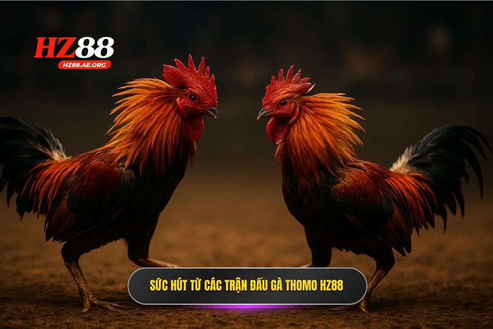 2.sức Hút Khó Cưỡng Từ Những Trận Đá Gà Thomo Hz88